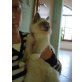 zoe, Heilige Birma - Katze