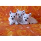 zuckersüße Eisbären, West Highland White Terrier Welpen - Rüde