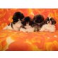zuckersüße Welpen, Pekinese Welpen - Hündin