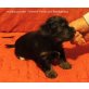 zum Barbarakreuz, Biewer Yorkie/ Yorkie Welpen - Hündin