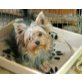 zum Barbarakreuz, Yorkshire Terrier - Rüde