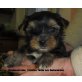 zum Barbarakreuz, Yorkshire Terrier - Rüde
