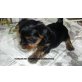 zum Barbarakreuz, Yorkshire Terrier Welpen - Hündin