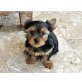 zum Barbarakreuz, Yorkshire Terrier Welpen - Hündin