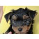 zum Barbarakreuz, Yorkshire Terrier Welpen - Hündin
