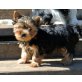 zum Barbarakreuz, Yorkshire Terrier Welpen - Hündin