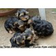 zum Barbarakreuz, Yorkshire Terrier Welpen - Hündin