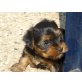 zum Barbarakreuz, Yorkshire Terrier Welpen - Hündin