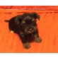 zum Barbarakreuz, Yorkshire Terrier Welpen - Hündin