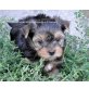 zum Barbarakreuz, Yorkshire Terrier Welpen - Rüde