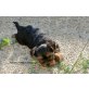 zum Barbarakreuz, Yorkshire Terrier Welpen - Rüde