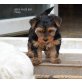zum Barbarakreuz, Yorkshire Terrier Welpen - Rüde