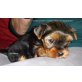 zum Barbarakreuz, Yorkshire Terrier Welpen - Rüde