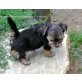 zum Barbarakreuz, Yorkshire Terrier Welpen - Rüde
