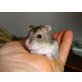 zutraulicher, junger Dsung. Zwerghamster Bub, Dsungarische Zwerghamster - männlich