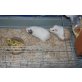 zwei Meerschweinchen - weiblich