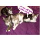 zwei Tigerkatzenkinder suchen gutes Zuhause - Katze