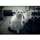 zwei liebe Kater - Kater