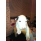 zwei schöne bull terrier Welpen bereit für ei - Rüde