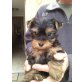 zwergi, Yorkshire Terrier Welpen - Rüde
