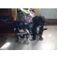 zwergschnauzermischlinge, zergschnauzer/cavalier king charles mischling Welpen - Rüde