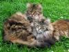 A* Coonity Maine Coons