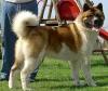 AUSSERHALB American Akita