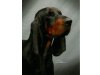 Amercan Coonhounds