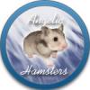 Angelic Hamsters