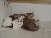 Arbeitskreis Katzenhilfe