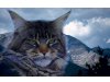 Auerbergland's Maine Coon Cat's