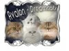 Avalon-Dreamcats