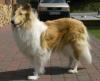 Baltic Collies