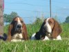 Basset Hounds from far far away