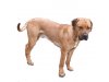 Bavarian Presa Canario