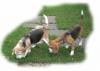 Beagle Zucht vom Deichgraf
