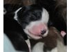 Bearded Collies vom Worblinger Hard