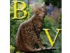 Bengalkatzen von Bengalvision