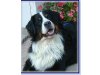 Berner von der Römerschanze