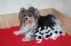 Biewer und Yorkshire Terrier