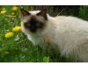 Birmakatzen von Katral