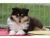 Blue Ocean Dreams Collies