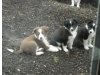 Bordercollies vom Teufelsfels