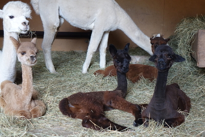 Bühlertal-Alpakas - Bellapaca GbR