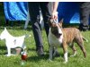 Bullterrier vom Alten Fritz