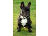 Bullys vom Maintal