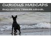 CURIOUS MADCAPS English Toy Terrier Kennel