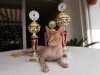 Canadian Sphynx von Numidia