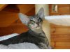 Cattery Solianas