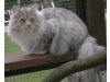 Cattery of Forest Lion´s